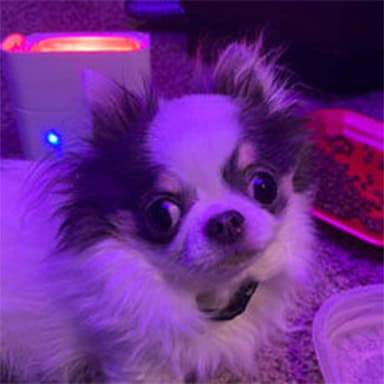 DJ Will Mascot Marv Springfield MO